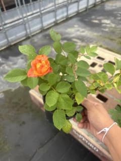 オレンジ色のバラ 苗木 鉢植えのサムネイル