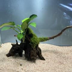 第四種郵便】南米ウィローモス活着アヌビアスナナ付き流木 20cm - メルカリ