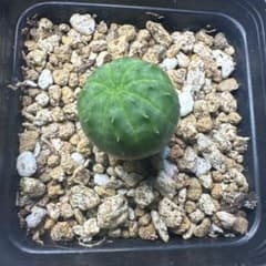 ユーフォルビア オベサ 多肉植物のサムネイル