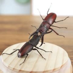【昆虫LIVE標本】ノコギリクワガタvsノコギリクワガタ(B級品)のサムネイル