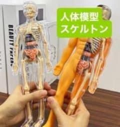 人体模型 　人体骨格模型医学解剖モデル　科学　医学　看護　医師　解剖生理のサムネイル