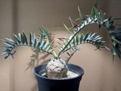 エンセファラルトス ホリダス 南アフリカ産 子株付き - メルカリ