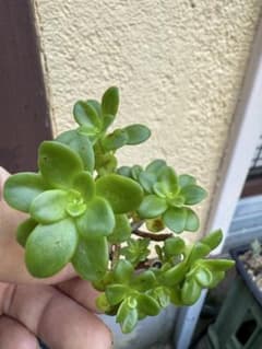 多肉植物　ルティア　カット苗のサムネイル