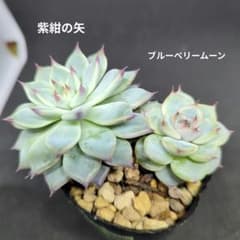 紫紺の矢 ブルーベリームーン ミックスベリア おらいさん苗のサムネイル
