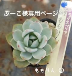 ぷーこ様専用ページ⚠️ 多肉植物 ももりん②おらいさん苗のサムネイル
