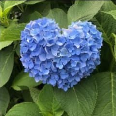 リサージ フィニッシュパウダーaのサムネイル