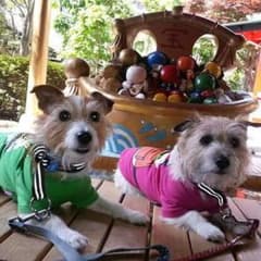 確認用のサムネイル