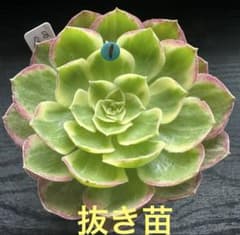 アエオニウム ロータスフラワー錦①⭐️お買い得 - メルカリ