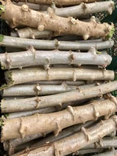 キャッサバ太め苗木(埋め木)100本 キャッサバ太め苗木(埋め木)100本 - メルカリ