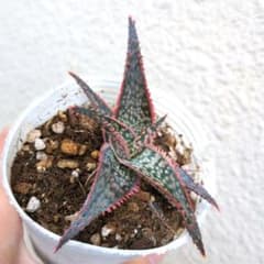 m38510240524_1.jpg?1717238462