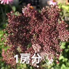 ブラックレースフラワー種☆オマケのサムネイル