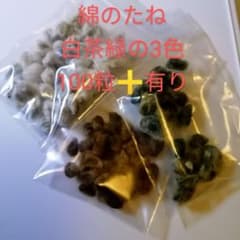 綿花の種 わたのたねコットンのサムネイル