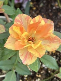 ミニ　薔薇１苗　絞りのサムネイル
