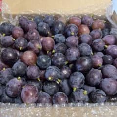 藤稔　ぶどう 粒 約1.34kg箱込のサムネイル