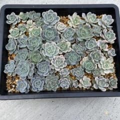 多肉植物 ブルーサプライズ錦 抜き苗 詰め合わせ - メルカリ