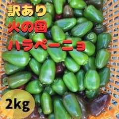 訳あり 朝採れ ハラペーニョ 2kg 熊本産のサムネイル
