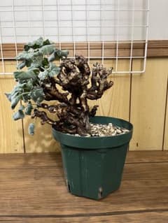 ペラルゴニウム ミラビレ - メルカリ