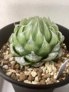 ハオルチア ロックウッディ　ミニラン鉢4号のサムネイル