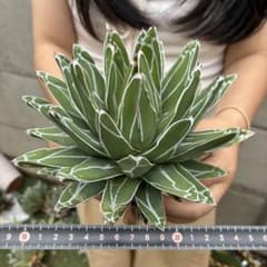アガベ “笹の雪”極美白線 コレクション級 包葉厳選トップ株 - メルカリ