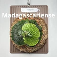 P. Madagascariense【大株】（TC）【61】 - メルカリ
