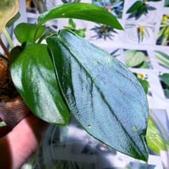 熱帯植物 アンスリウム SKG シルバー 超ラメ脈 | Faites vos achats