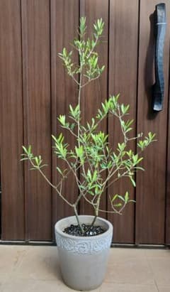 オリーブの木 エルグレコ テラコッタ鉢植え 苗 シンボルツリー - メルカリ