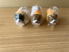 いぬぱん　ウインナードッグ　フレンチブルドッグ　ブルドッグ　ガチャ　ガシャポンのサムネイル