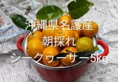 沖縄県産 朝採れ 果実シークヮーサー5kgのサムネイル