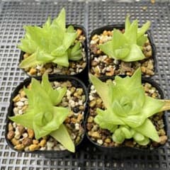 多肉植物 ハオルチア 札落ち4個セット抜き苗のサムネイル