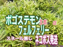 ポゴステモン フェルフェリー 3本セット スネール無しのサムネイル
