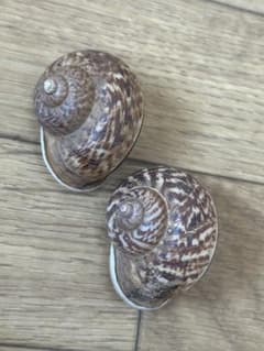貝殻標本 カタツムリ 2個セット Cyclophorus siamensis - メルカリ