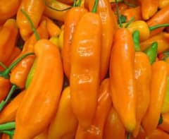アヒ・アマリージョ⭐️ペルー原産！種子 20個 AJI AMARILLOのサムネイル
