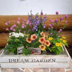 夏の花苗6品種セット❥寄せ植えにも最適 - メルカリ