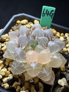 64g 多肉植物 ハオルチア ブルーレンズ錦 自家繁殖 鉢植え発送 - メルカリ
