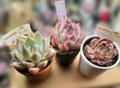 多肉植物 farm PALK simijimi 3個セット ポットごと - メルカリ