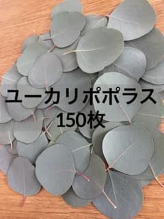 ユーカリポポラス　リーフのみ　150枚のサムネイル