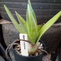 Agave sisalana アガベ シサラナ カキ仔のサムネイル