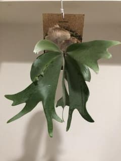 ビカクシダ P.willichii Anapat#1 晴花鹿苑のサムネイル
