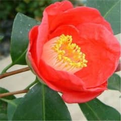 Nao様専用のサムネイル