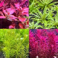 joe様専用＊水草4種セットのサムネイル