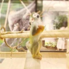 専用のサムネイル