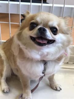 あみぐるみのサムネイル