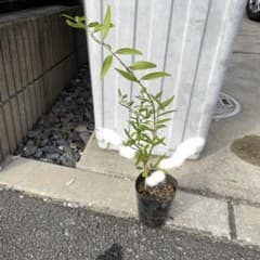 柘榴の実生苗　抜き苗のサムネイル