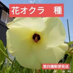 【春まき】花オクラ　種　100粒☆希望者様のみオマケ付　第四種郵便発送のサムネイル