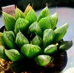976 ◎◎ナイルの一滴 実生 大苗株多肉植物 ハオルチア アロエ - メルカリ