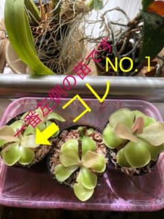 足長虫取りスミレ　ちびっこ苗　NO.１のものです。のサムネイル