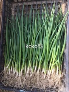 下仁田ネギ苗のサムネイル