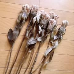 ❇️プロテア ムンディホワイト❣️ - メルカリ