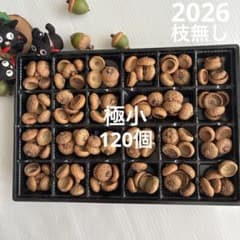 2026 北海道 レッドオーク どんぐり帽子 極小 枝なし 120個 - メルカリ