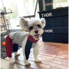 QCPET 犬用レインコート つなぎタイプ トリコロールカラーのサムネイル